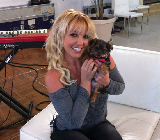 Britney Spears Dog Hanna Spears On Twitter