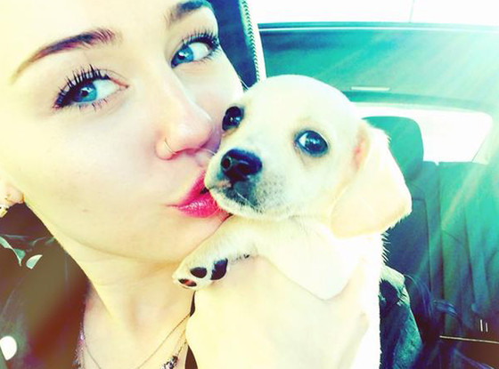 miley cyrus new puppy bean